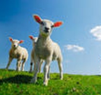 stock-photo-curious-lambs-looking-at-the-camera-in-spring-12540832