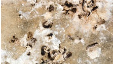 stock-photo-bird-droppings-on-cement-background-315996662